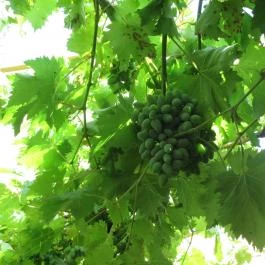 Noah Étterem, Fertőrákos - Egyéb