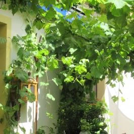 Noah Étterem, Fertőrákos - Egyéb