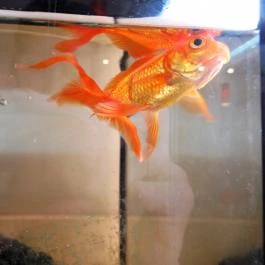 Oishi Sushi - Fényes Elek utca Budapest - Egyéb