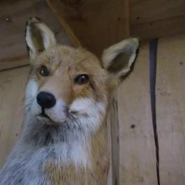 Ördögmalom Erdei Étterem, Visegrád - Egyéb