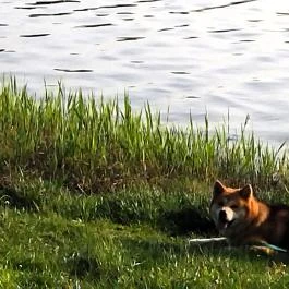 Öreg-tó, Tata - Egyéb