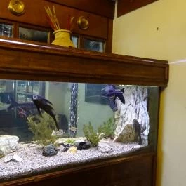 Öreghalász Étterem Budapest - Belső