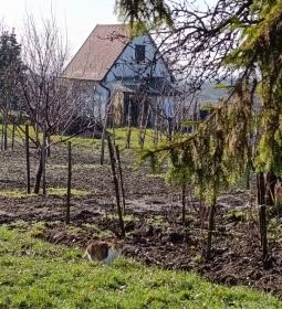 Orondi szőlőhegy