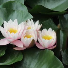 Oxygen Adrenalin Park, Gyöngyös - Egyéb