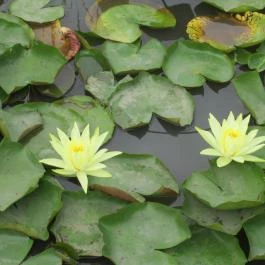 Oxygen Adrenalin Park, Gyöngyös - Egyéb