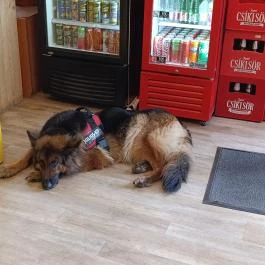 Pacsi Pizzéria & Kulturális Központ Budapest - Egyéb