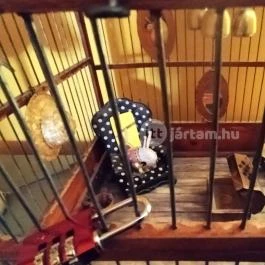 Pagony Café - Dió Budapest - Belső