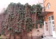 Pálffy Pálné grófnő palotája Budapest