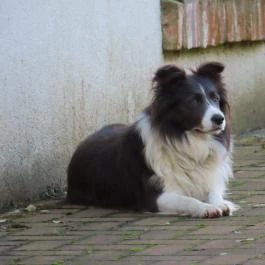 Pálos malom Zalamerenye - Egyéb