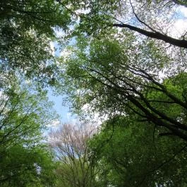 Park Vendégházak, Ajka - Környék