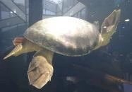 Pécsi Állatkert Pécs