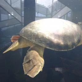 Pécsi Állatkert Pécs - Egyéb