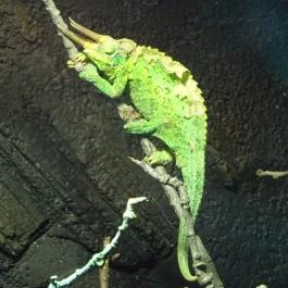 Pécsi Állatkert Pécs - Egyéb