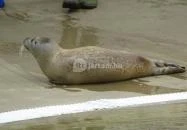 Pécsi Állatkert Pécs