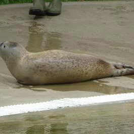 Pécsi Állatkert Pécs - Egyéb