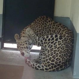 Pécsi Állatkert Pécs - Egyéb