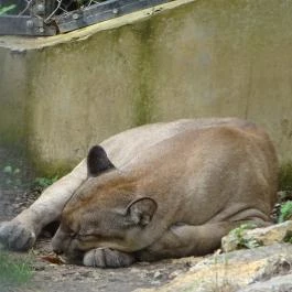 Pécsi Állatkert Pécs - Egyéb