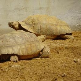 Pécsi Állatkert Pécs - Egyéb