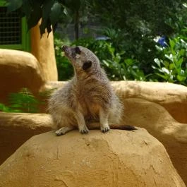 Pécsi Állatkert Pécs - Egyéb