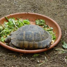 Pécsi Állatkert Pécs - Egyéb