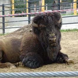 Pécsi Állatkert Pécs - Egyéb