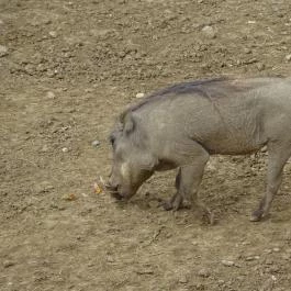 Pécsi Állatkert Pécs - Egyéb