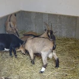 Pécsi Állatkert Pécs - Egyéb