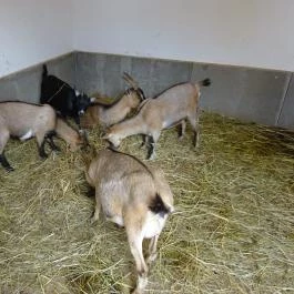 Pécsi Állatkert Pécs - Egyéb