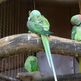 Pécsi Állatkert Pécs - Egyéb