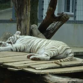 Pécsi Állatkert Pécs - Egyéb