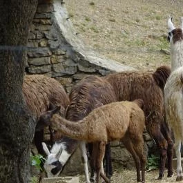 Pécsi Állatkert Pécs - Egyéb