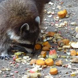 Pécsi Állatkert Pécs - Egyéb