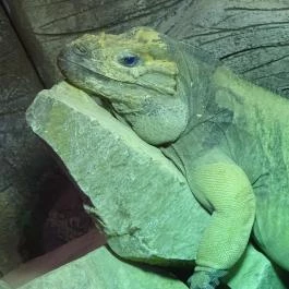 Pécsi Állatkert Pécs - Egyéb