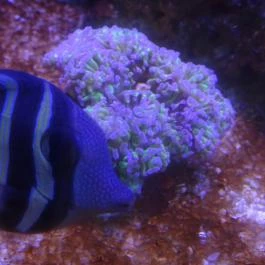 Pécsi Állatkert Pécs - Egyéb