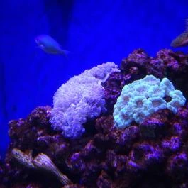 Pécsi Állatkert Pécs - Egyéb