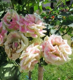 Pekáry Kastély Étterem