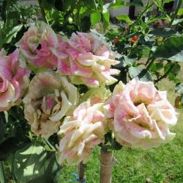 Pekáry Kastély Étterem, Pécel - Egyéb