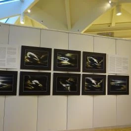 Pesti Vigadó Budapest - Egyéb