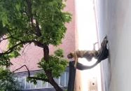 Pesti zsidónegyed Budapest