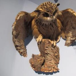 Kazinczy Ferenc Múzeum Sátoraljaújhely - Egyéb