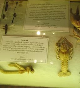 Kazinczy Ferenc Múzeum