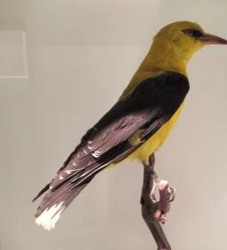 Kazinczy Ferenc Múzeum