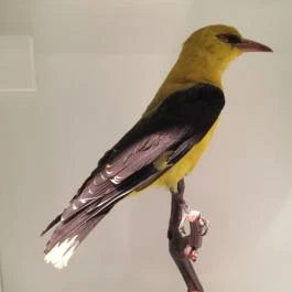 Kazinczy Ferenc Múzeum Sátoraljaújhely - Egyéb