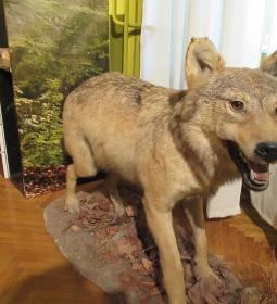 Kazinczy Ferenc Múzeum