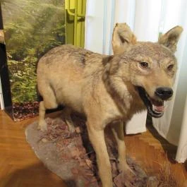 Kazinczy Ferenc Múzeum Sátoraljaújhely - Egyéb