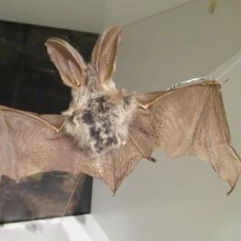 Kazinczy Ferenc Múzeum Sátoraljaújhely - Egyéb