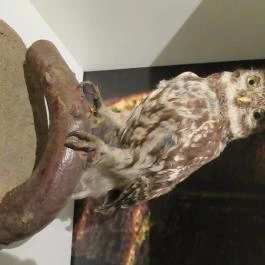 Kazinczy Ferenc Múzeum Sátoraljaújhely - Egyéb