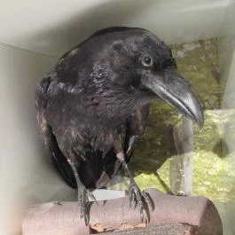 Kazinczy Ferenc Múzeum Sátoraljaújhely - Egyéb