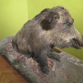 Kazinczy Ferenc Múzeum Sátoraljaújhely - Egyéb