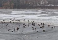 Pilisszentiván Bányató Pilisszentiván